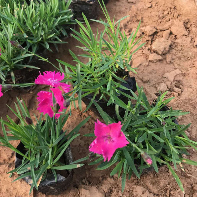 欧石竹盆栽 映雪种植基地欧石竹行情 打造网红花海