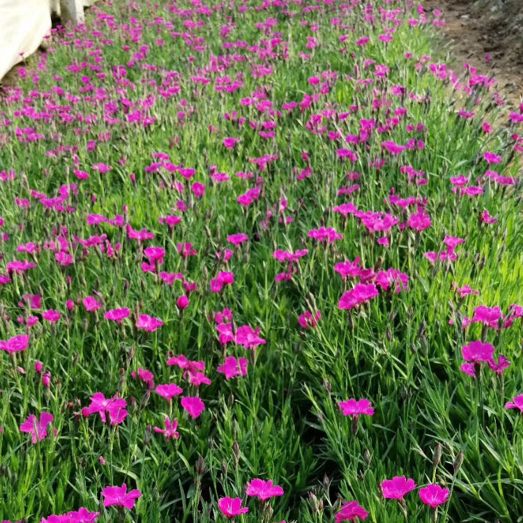 映雪种植基地 欧石竹苗一二年宿根花卉 欧石竹行情