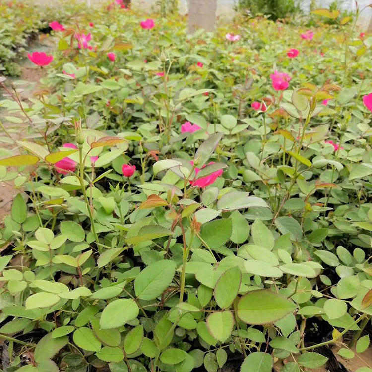 丰花月季盆栽 价格优惠 山东花卉丰花月季供应