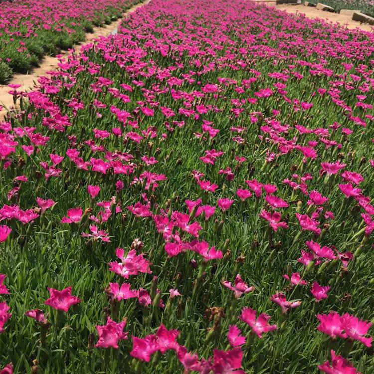 欧石竹苗 映雪种植基地欧石竹批发 质优价廉