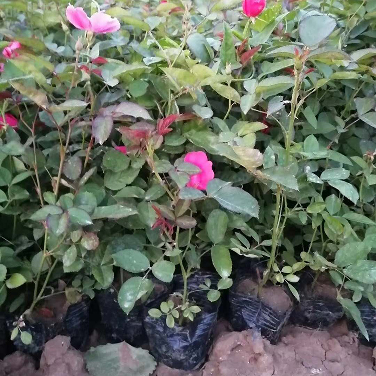 月季苗 分枝多 映雪花卉丰花月季出售