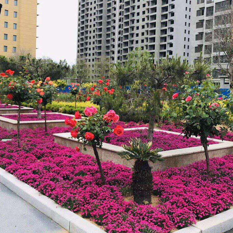 映雪种植基地 观赏用欧石竹基生叶草状丛生 欧石竹报价