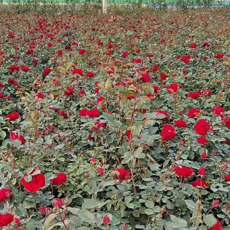 丰花月季苗 质优价廉 山东种植基地丰花月季供应