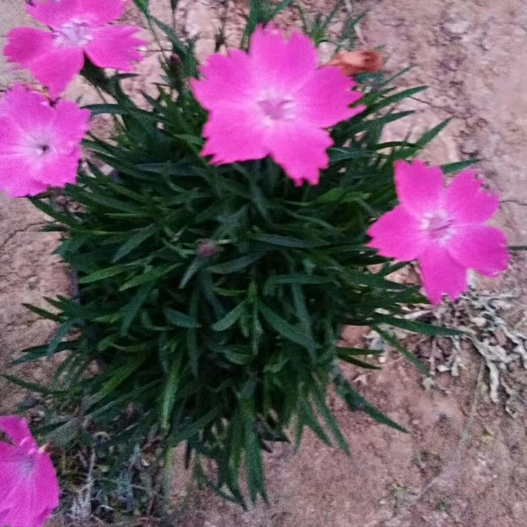 欧石竹小苗 山东种植基地欧石竹出售 打造网红花海