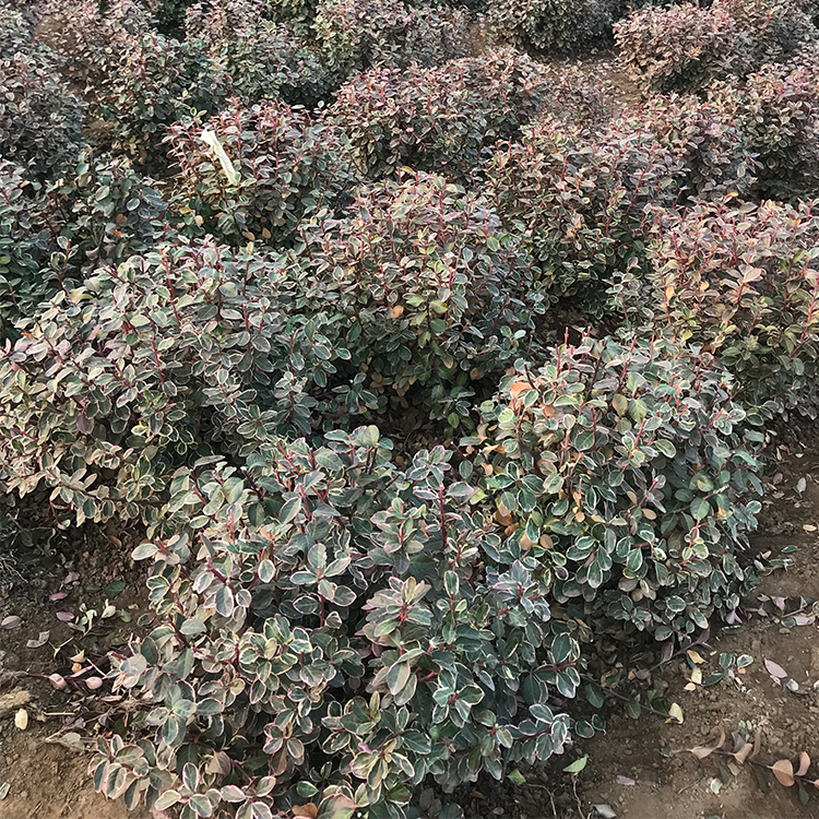 基地直发金边卫茅小苗 金边卫茅绿化苗出售 易栽培