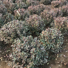 基地直发金边卫茅小苗 金边卫茅绿化苗出售 易栽培