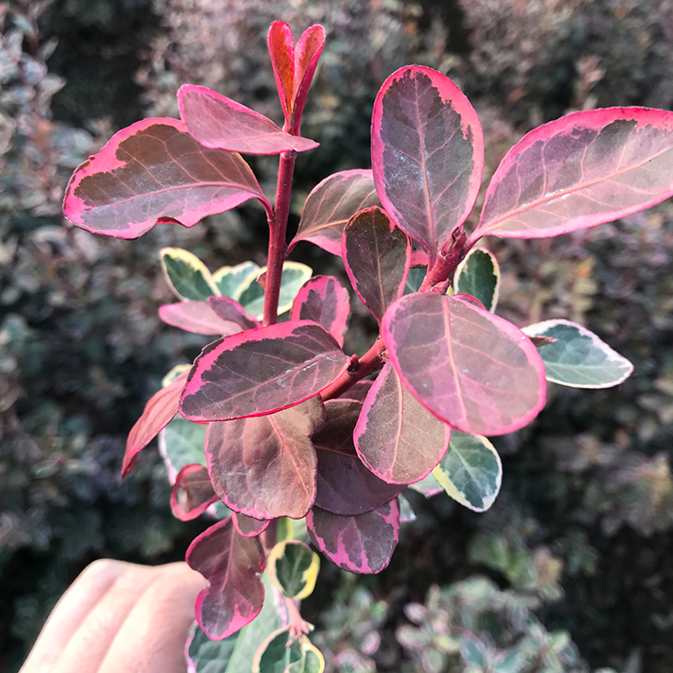 绿化苗金翡翠卫矛种植基地 德聚仁和批发金翡翠卫矛 量大价优