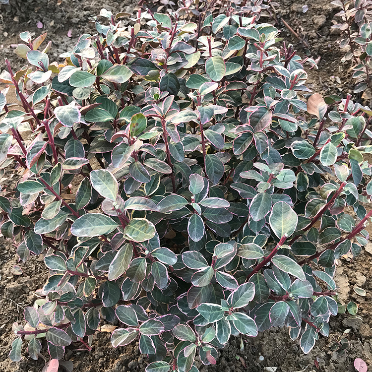 山东冬红卫茅树苗供应商 德聚仁和 冬红卫茅基地 欢迎订购