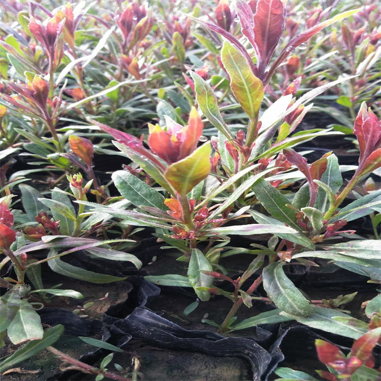 广西山桃草供应 山桃草种子 江瑞园艺 多年生千鸟花批发