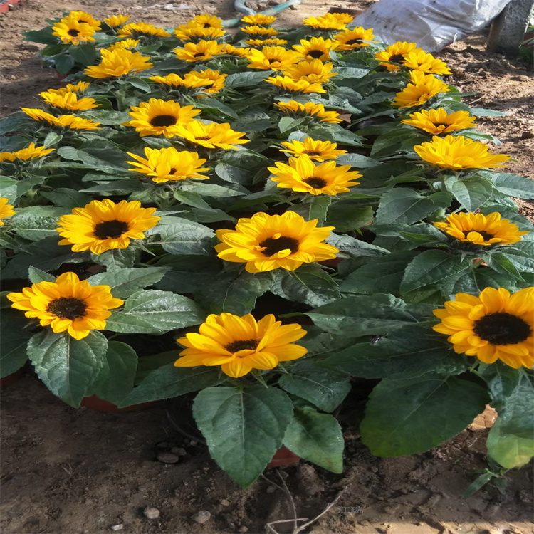 绿化向日葵批发 矮化向日葵小苗 花境花卉向日葵种植户