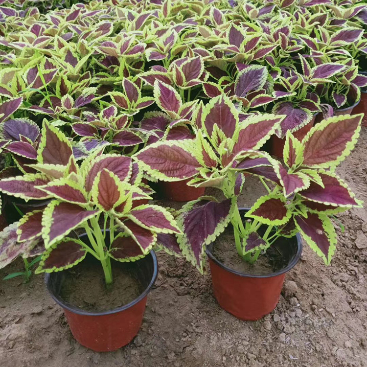 映雪花卉彩叶草批发 彩叶草小苗 色彩多样