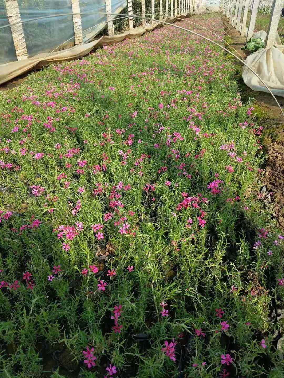 芝樱 丛生福禄考 芝樱 福禄考 福禄考供应 是 销售 花海