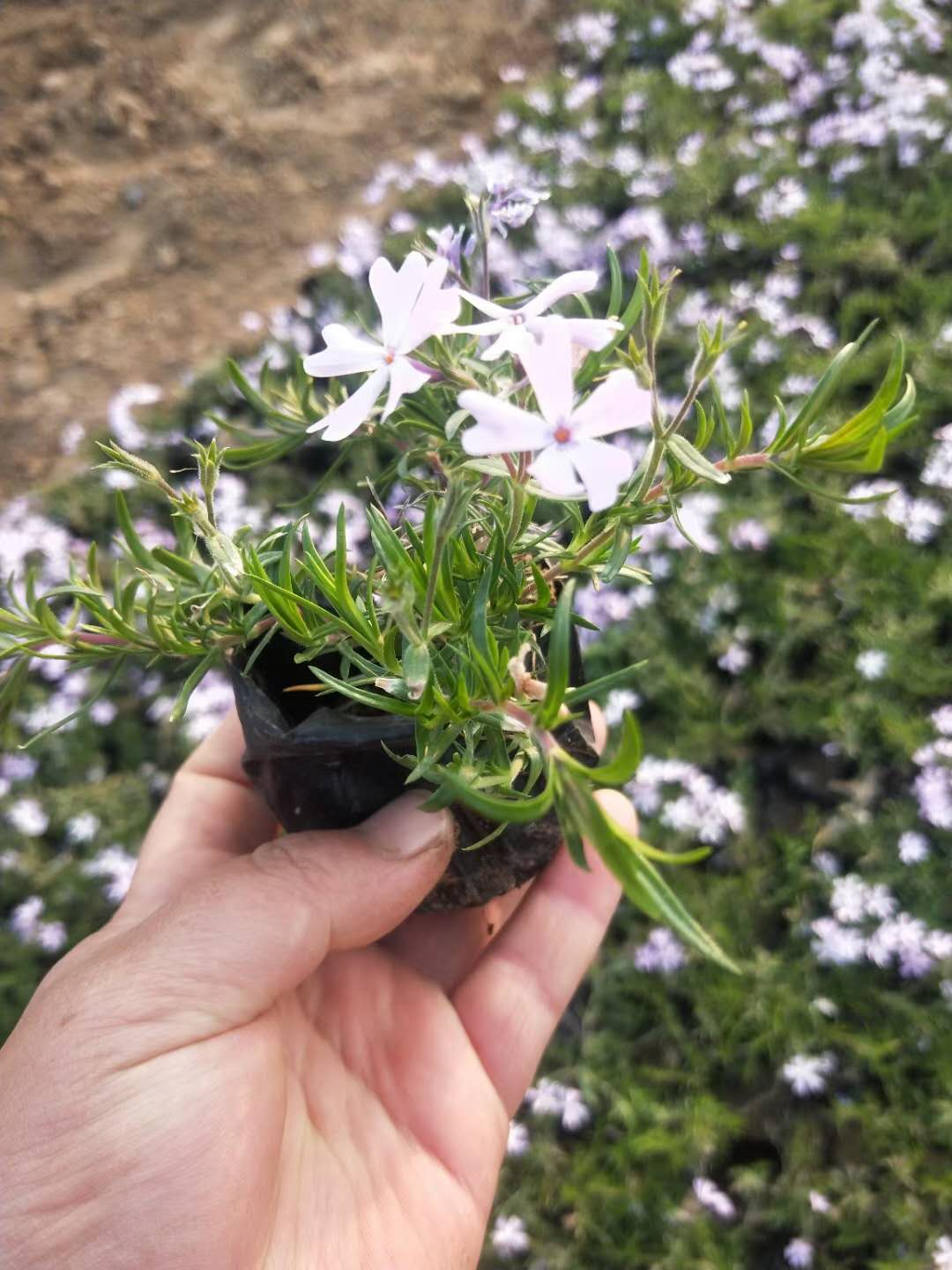 芝樱 丛生福禄考 芝樱 福禄考 芝樱花海 多色 厂家 花海