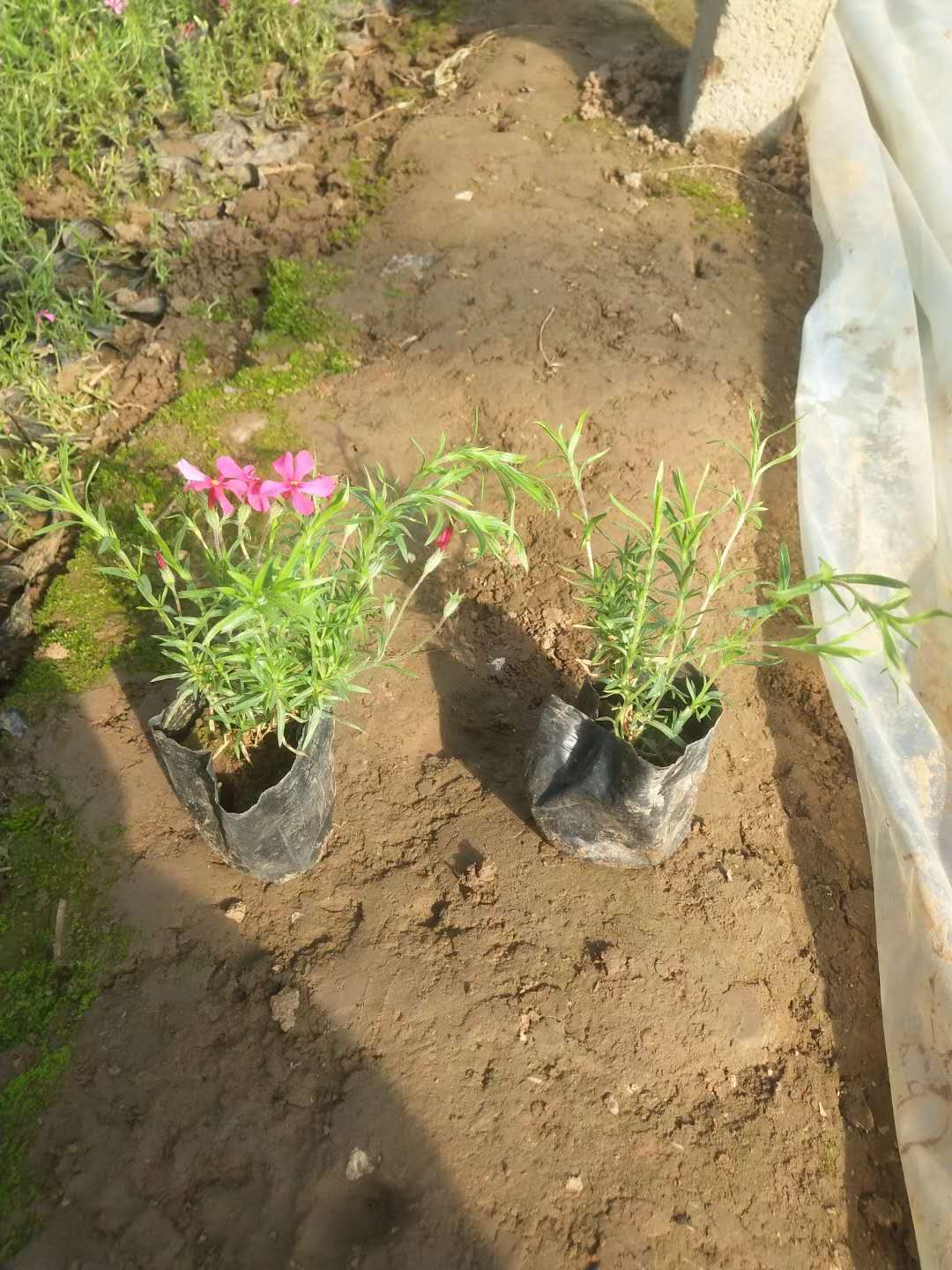 芝樱 丛生福禄考 芝樱 福禄考 福禄考供应 花海景观 品质 花海