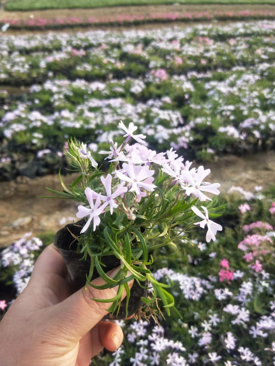 芝樱 丛生福禄考 芝樱 福禄考 芝樱花海 3-5/9-10 生产 花海