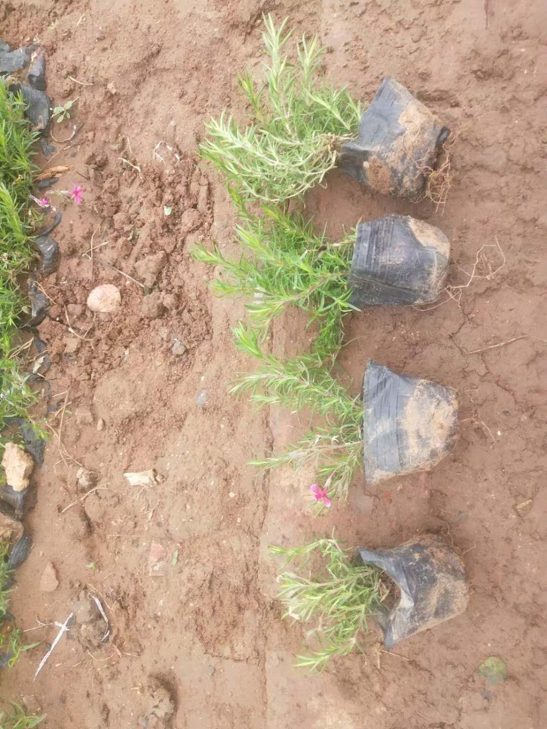 芝樱 丛生福禄考 芝樱 福禄考 福禄考供应 3-5/9-10 可靠 花海