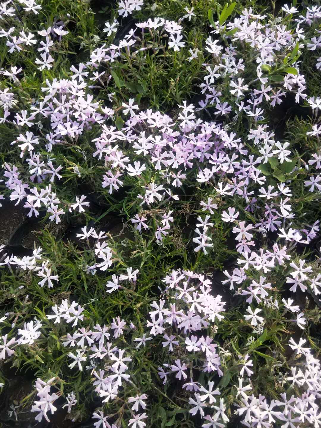 芝樱 丛生福禄考 芝樱 福禄考 福禄考花海 是 品质 花海