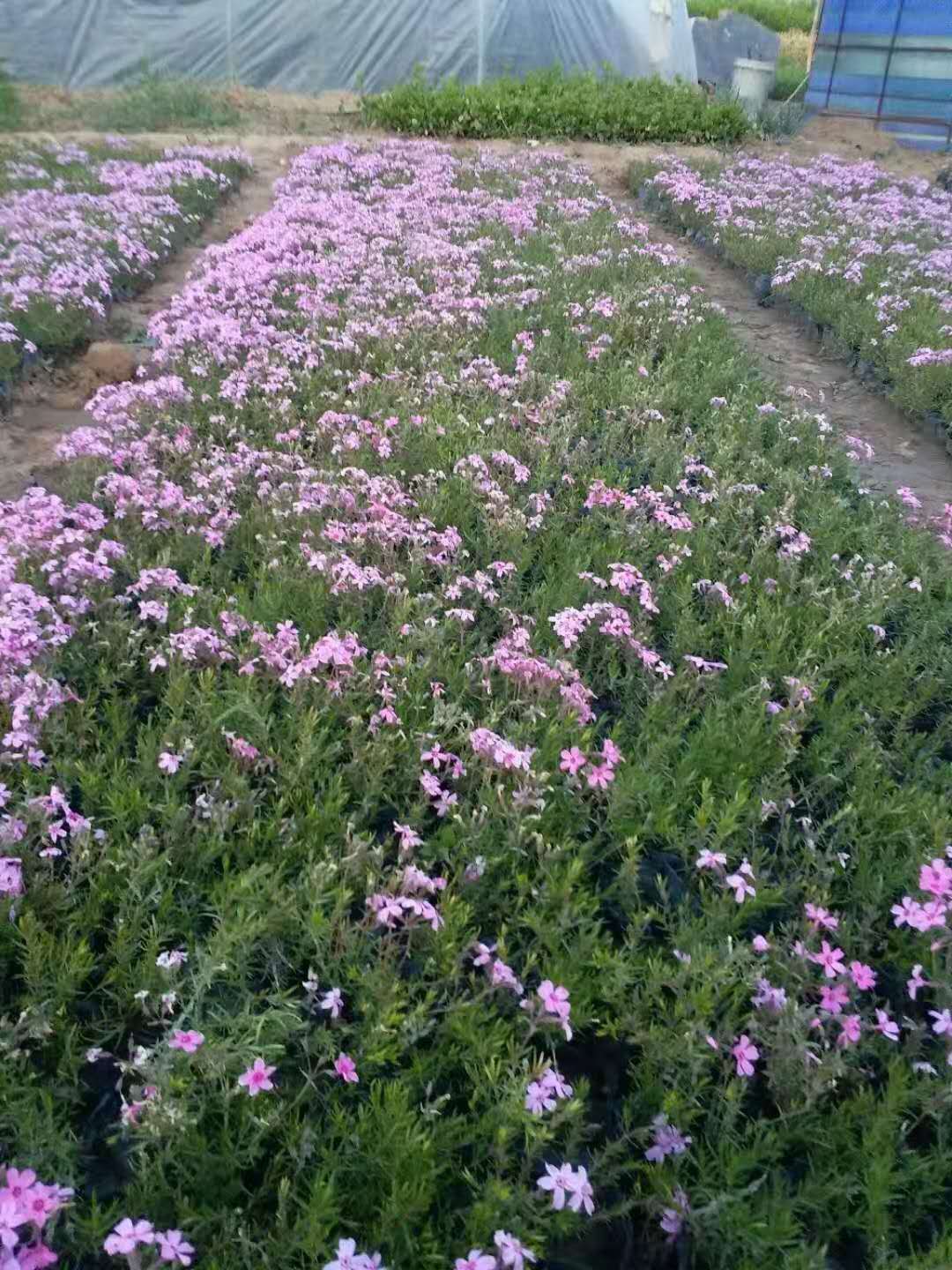 芝樱 丛生福禄考 芝樱 福禄考 福禄考花海 宿根 生产 花海