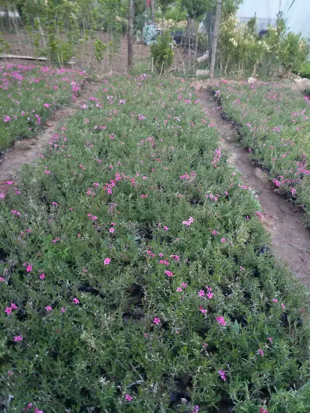 芝樱 丛生福禄考 芝樱 福禄考 福禄考供应 花海景观 出售 花海