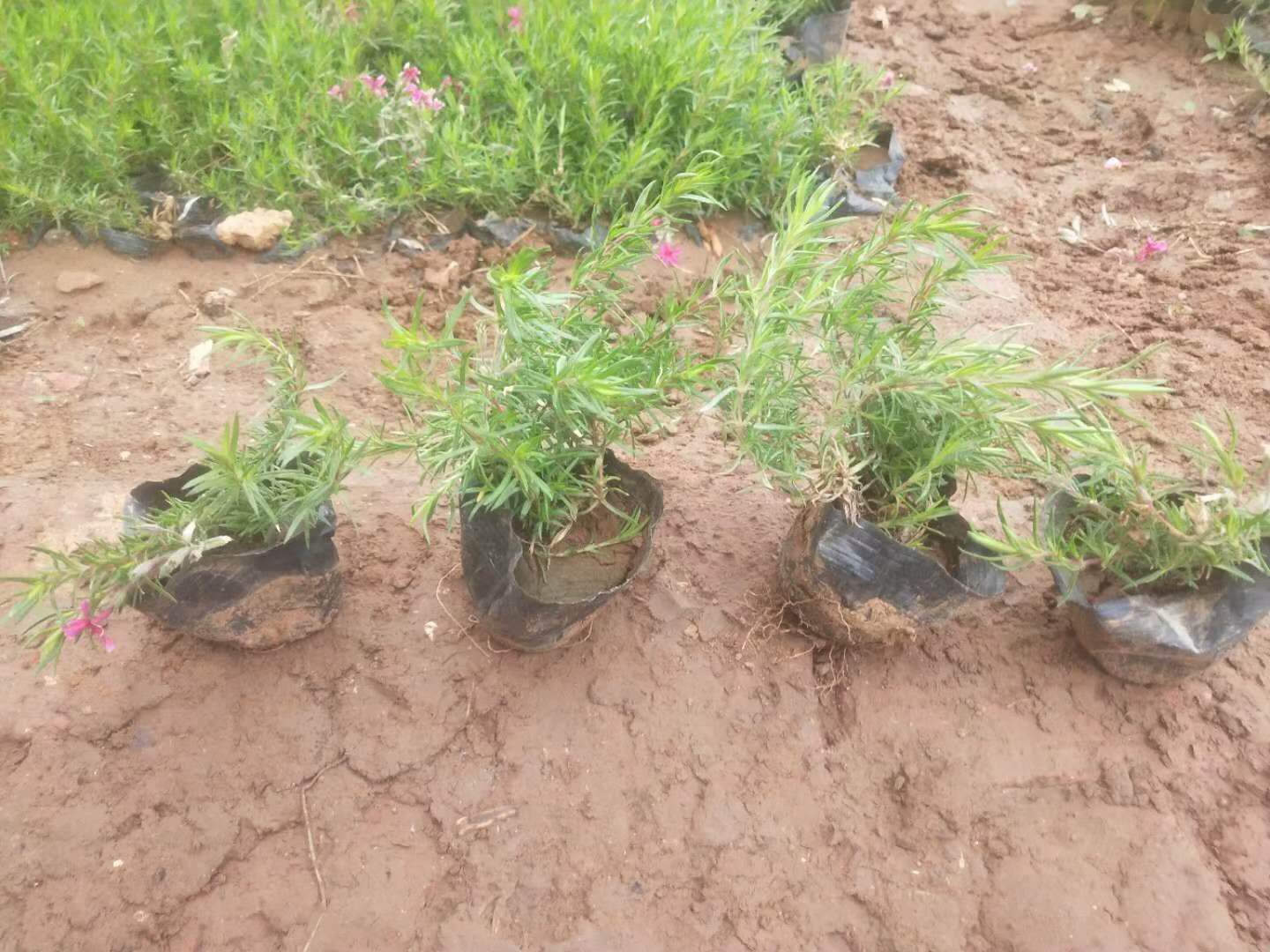 芝樱 丛生福禄考 芝樱 福禄考 福禄考供应 多色 品质保证 花海