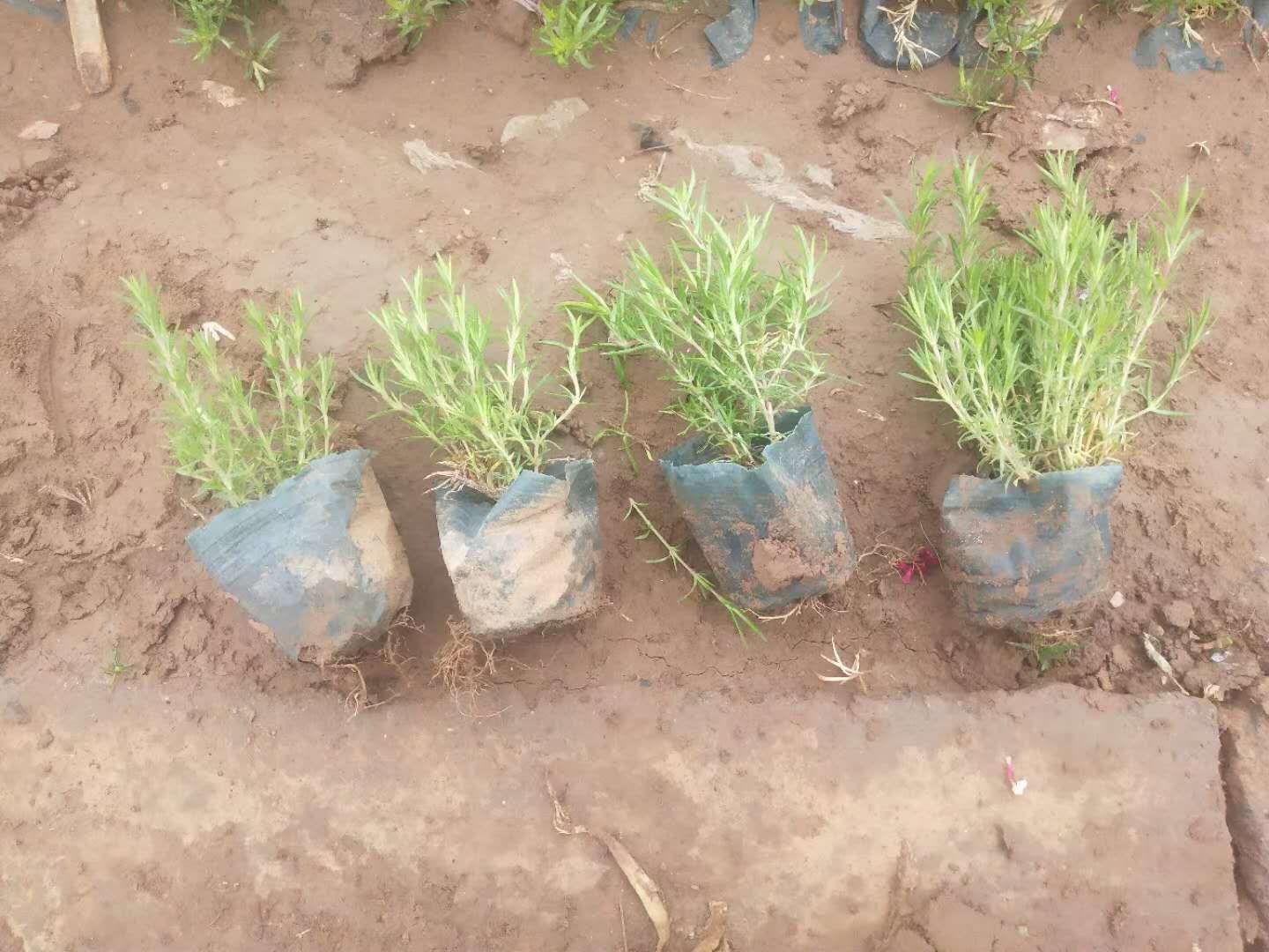 芝樱 丛生福禄考 芝樱 福禄考 福禄考供应 是 出售 花海
