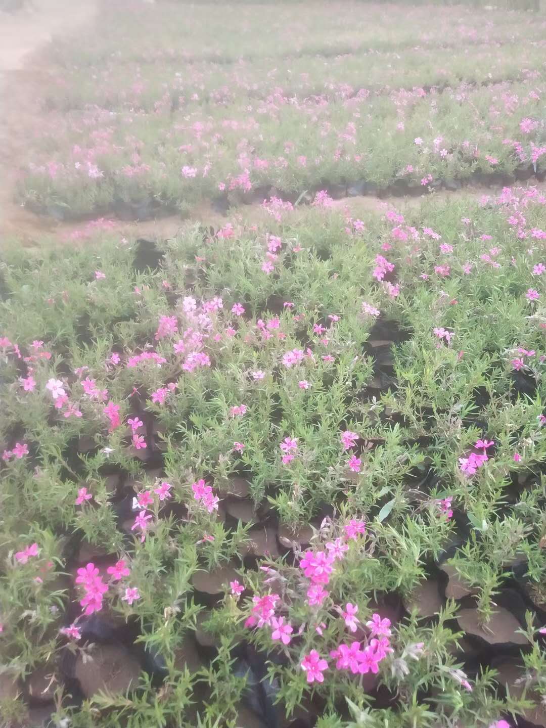 芝樱 丛生福禄考 芝樱 福禄考 福禄考花海 营养钵 齐全 花海