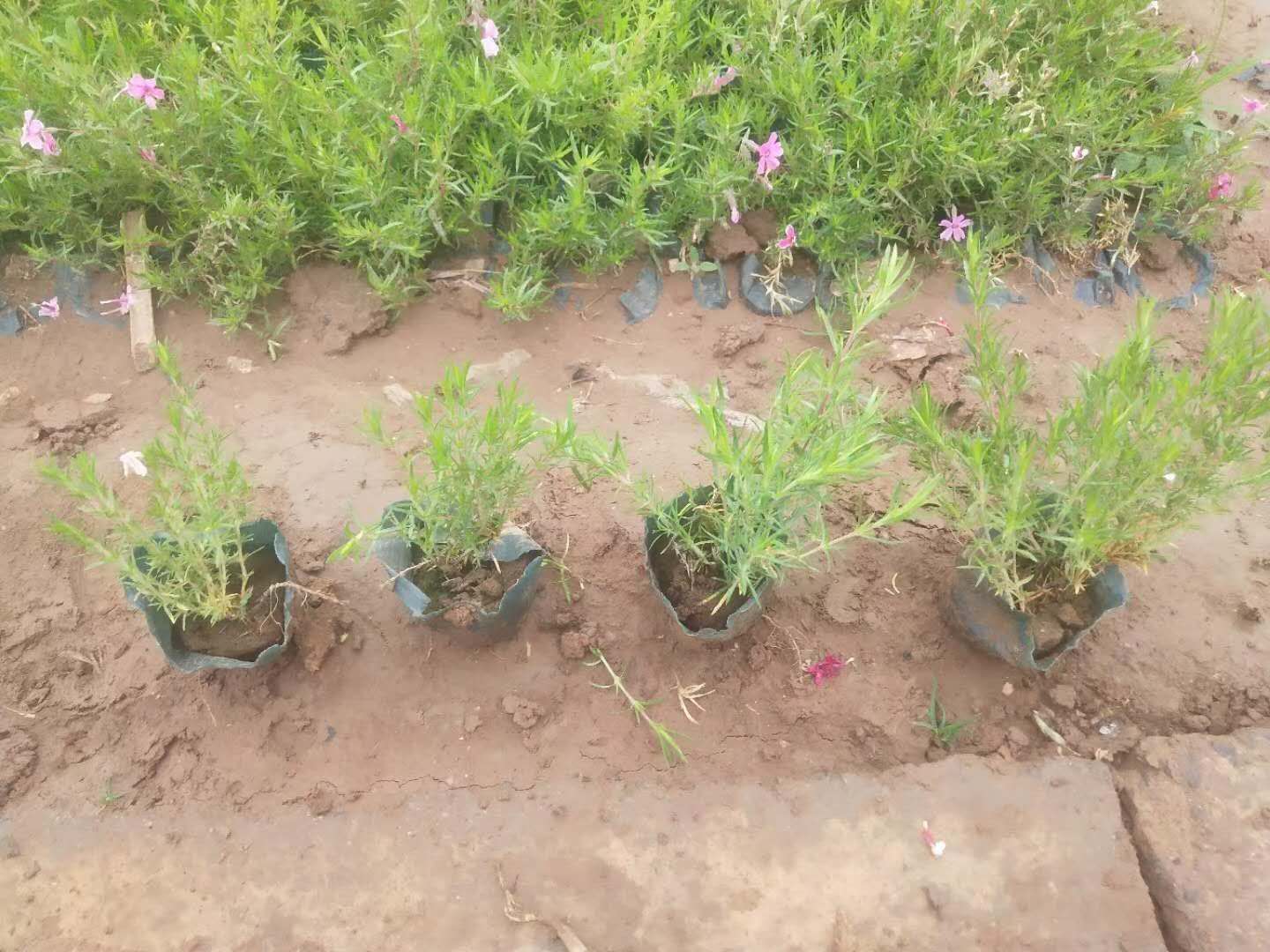 芝樱 丛生福禄考 芝樱 福禄考 福禄考供应 是 品质 花海