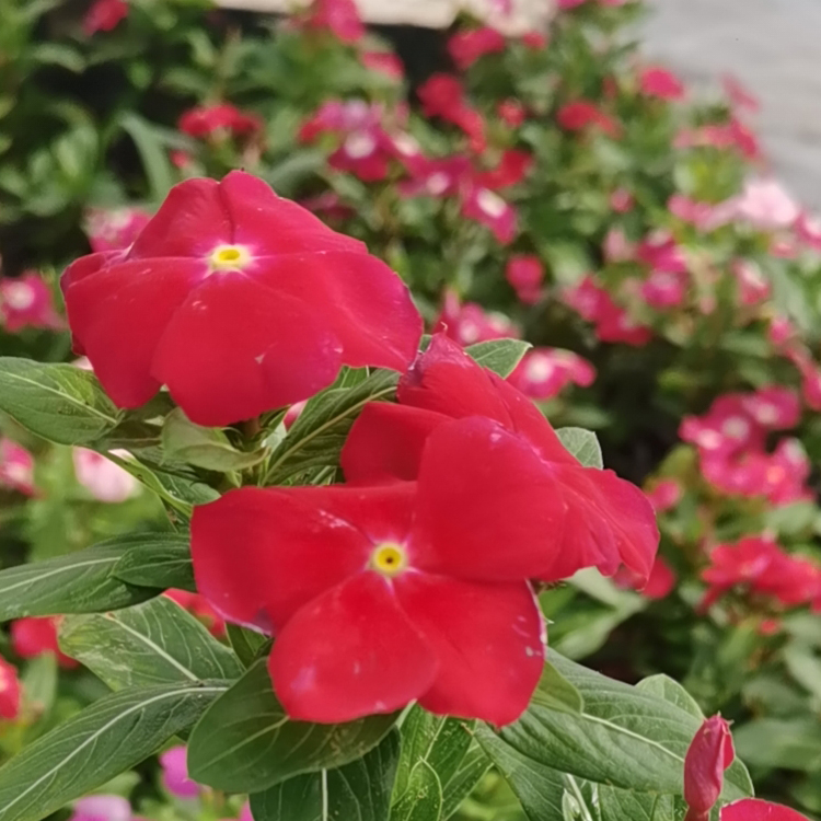 金盏草  绿化植被 山东种植基地长春花报价