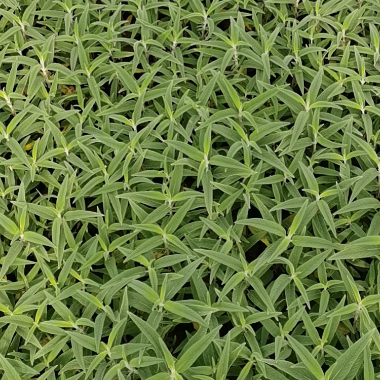 山东花卉鼠尾草批发 鼠尾草苗 花期8-10月