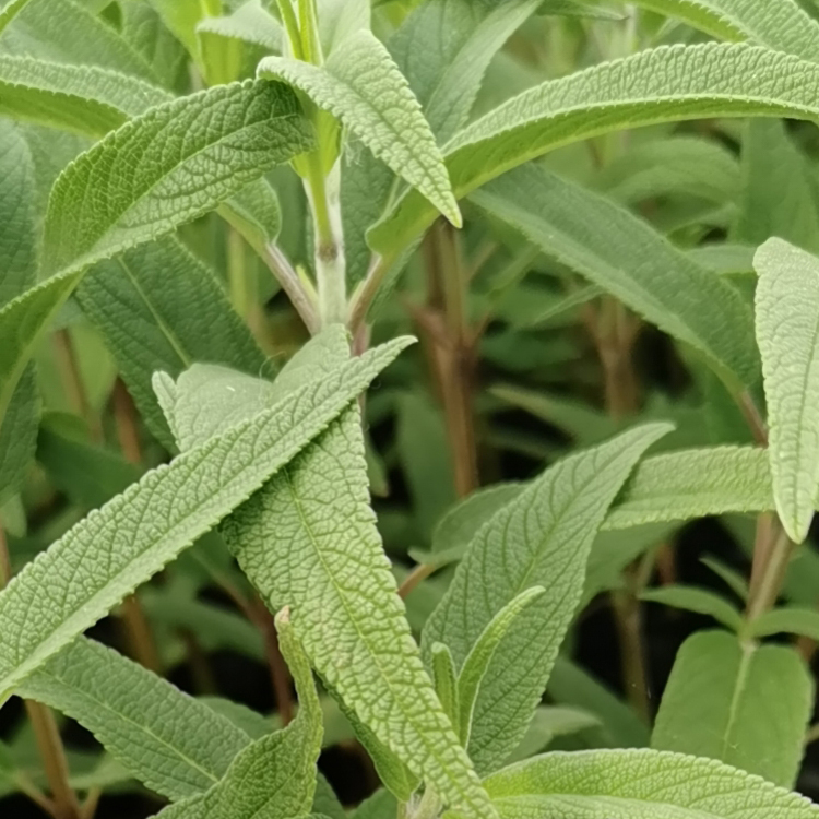 蓝紫色鼠尾草 花叶俱美 山东花卉鼠尾草出售