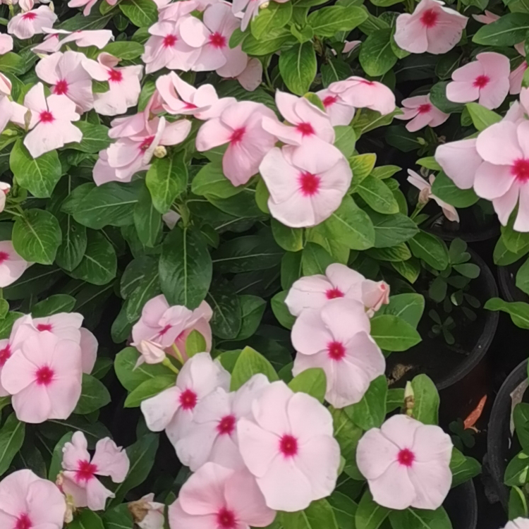 青州种植基地长春花行情 长春花苗 观赏价值高