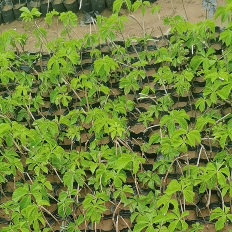 双亚种植基地五叶地锦出售 爬山虎苗 木质藤本植物