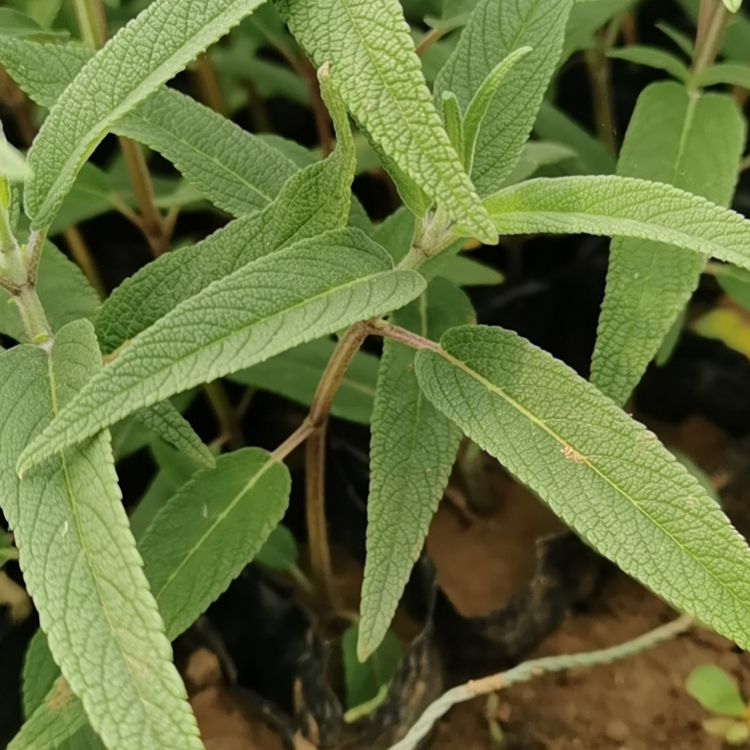 青州鼠尾草供应 鼠尾草苗 花期较长