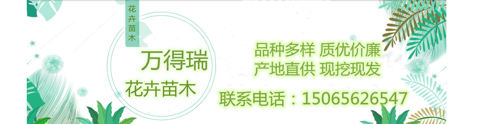 青州市万得瑞花卉苗木有限公司 主营产品