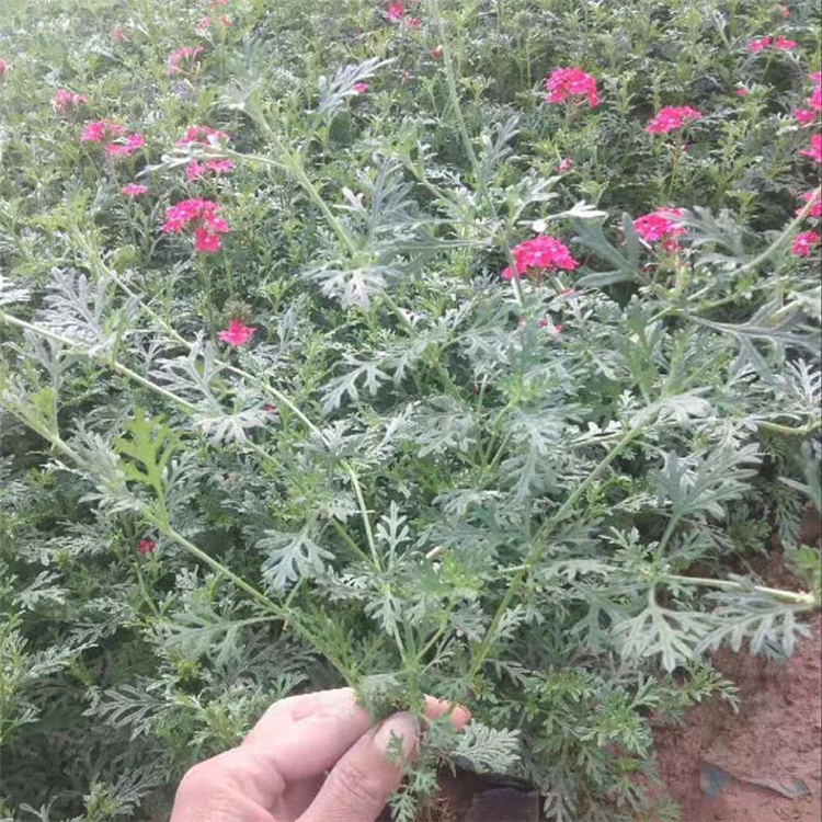 天卓花卉 杯苗美女樱 美女樱销售 欢迎咨询