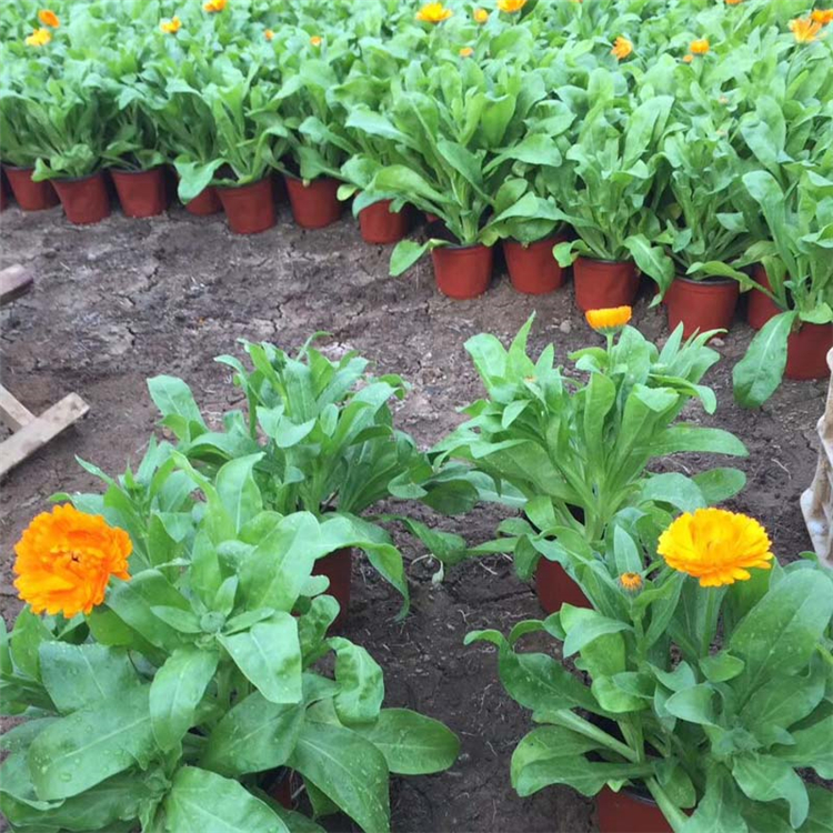 金盏菊杯苗 青州苗木 基地供应 金盏菊批发