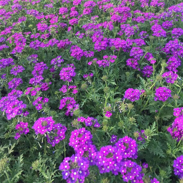 园林花海用苗 美女樱花海 美女樱种植基地 长势好