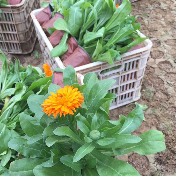 上盆金盏菊 青州草花 基地供应 金盏菊批发商