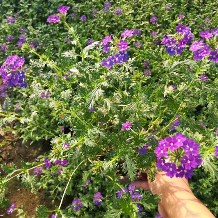 天卓花卉 山东草花 美女樱批发商 欢迎咨询