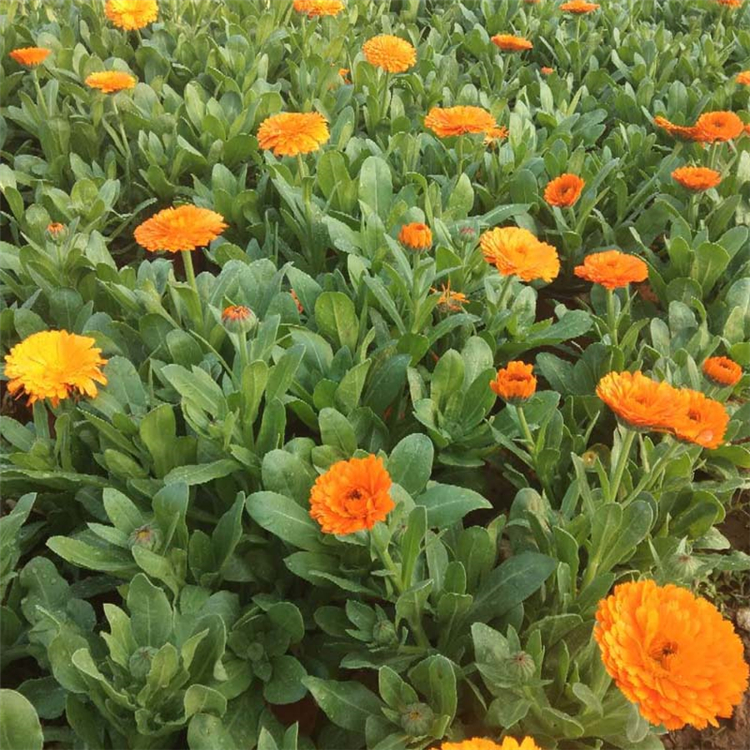 上盆金盏菊 青州草花 一年生草本花卉 金盏菊批发