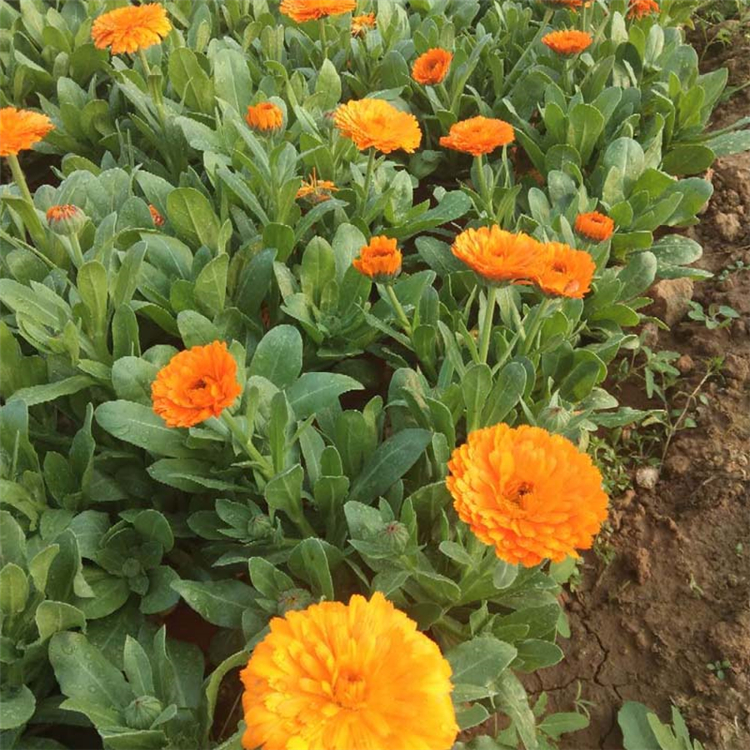 上盆金盏菊 青州苗木 一年生草本花卉 金盏菊出售