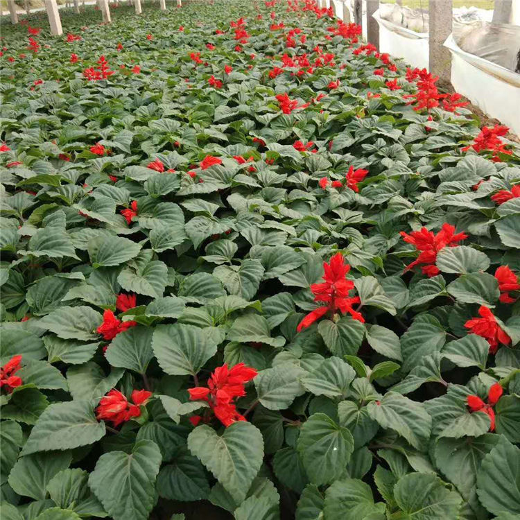 出售一串红  鸡冠花出售  色红鲜艳花期长