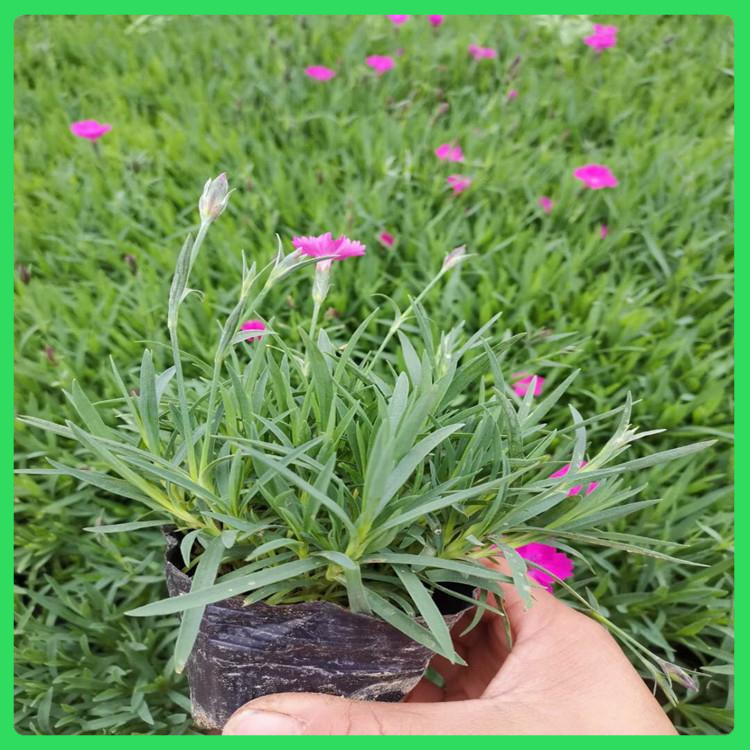 鑫杰  绿植盆栽欧石竹  欧石竹小苗