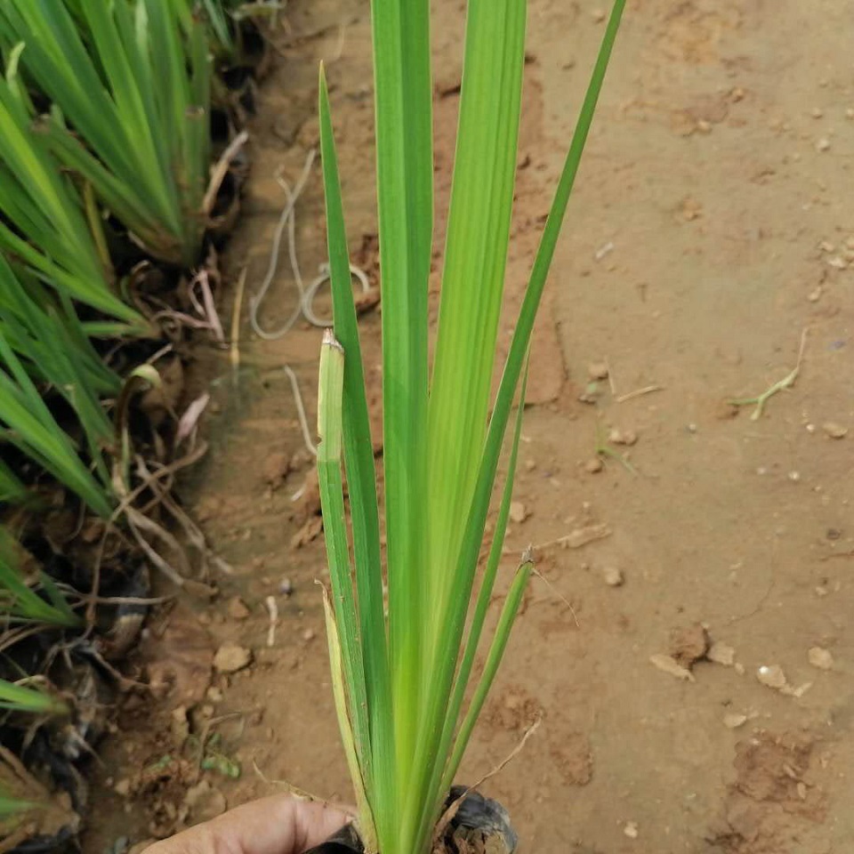 绿化鸢尾花  水生植物鸢尾   喜阳光充足，气候凉爽