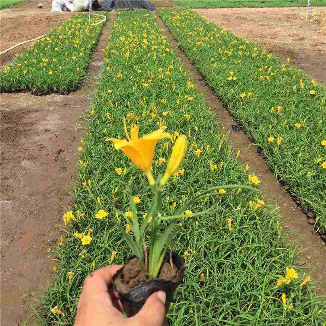 大花萱草批发价格 质优价廉 青州大花萱草种植户