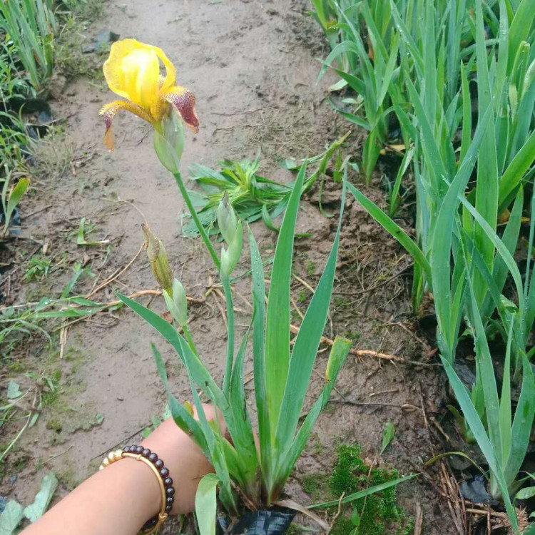 鸢尾绿化苗 鸢尾销售 大量供应鸢尾