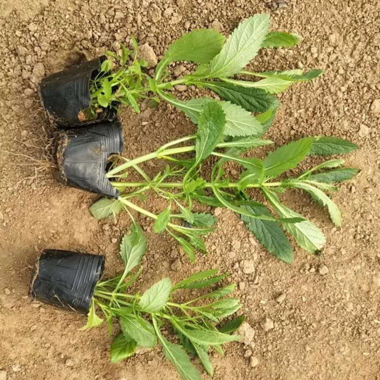 马鞭草幼苗 马鞭草种植基地 马鞭草苗圃供应
