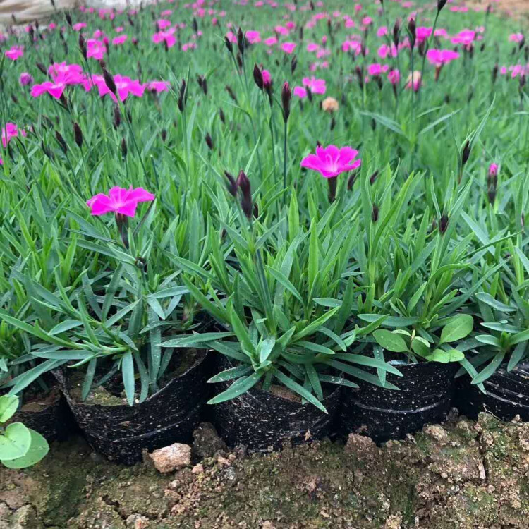 欧石竹基地 大量供应租摆欧石竹