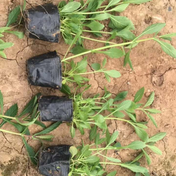 马鞭草幼苗 马鞭草报价 马鞭草大量供应
