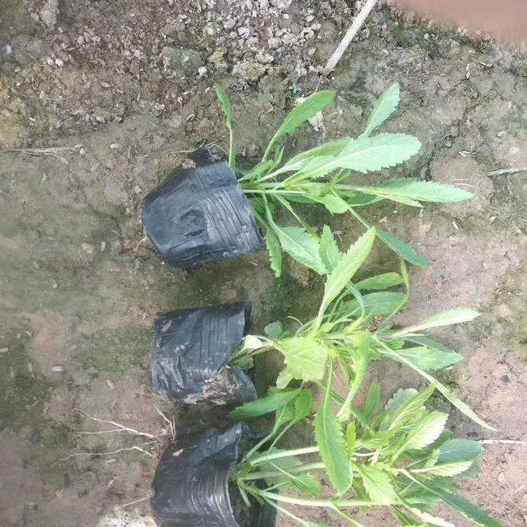 观赏马鞭草 马鞭草价格 马鞭草基地出售